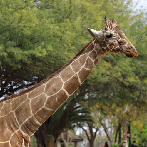 A giraffe with a brown and white patchy pattern is standing outdoors among trees, showcasing its long neck and distinctive features.