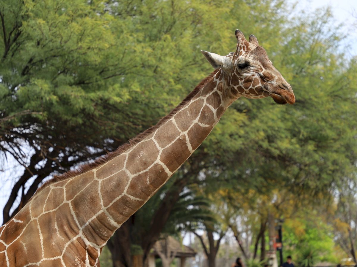 The image shows a giraffe with its neck and head in focus, standing in front of green trees and a clear sky in the background.